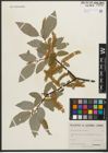 Foto von Salix pyrifolia Andersson